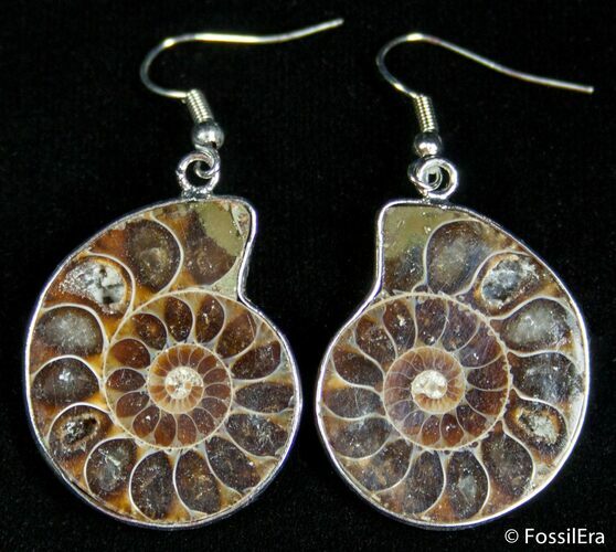 Ammonite Earrings #2684